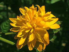 Goldbrosche