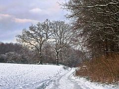 Ottensteiner Wald