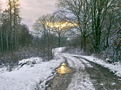 Gold im Ottensteiner Wald :o)