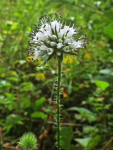 Stachelig