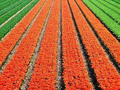 Orange - Queen's color