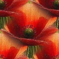floral24