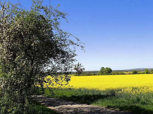 Landwirtschaftliche Flächen des Rittergutes