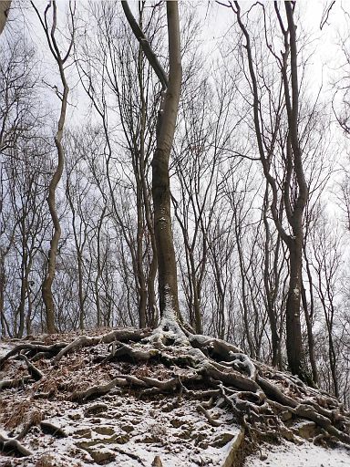Standhaft auf dem Felsen
