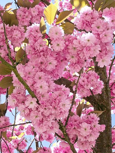 Kirschblüte